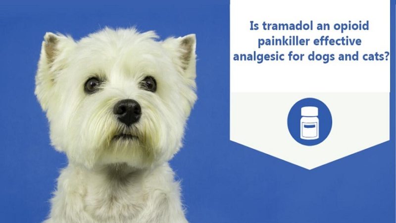 Is tramadol an efficient analgesic for dogs?