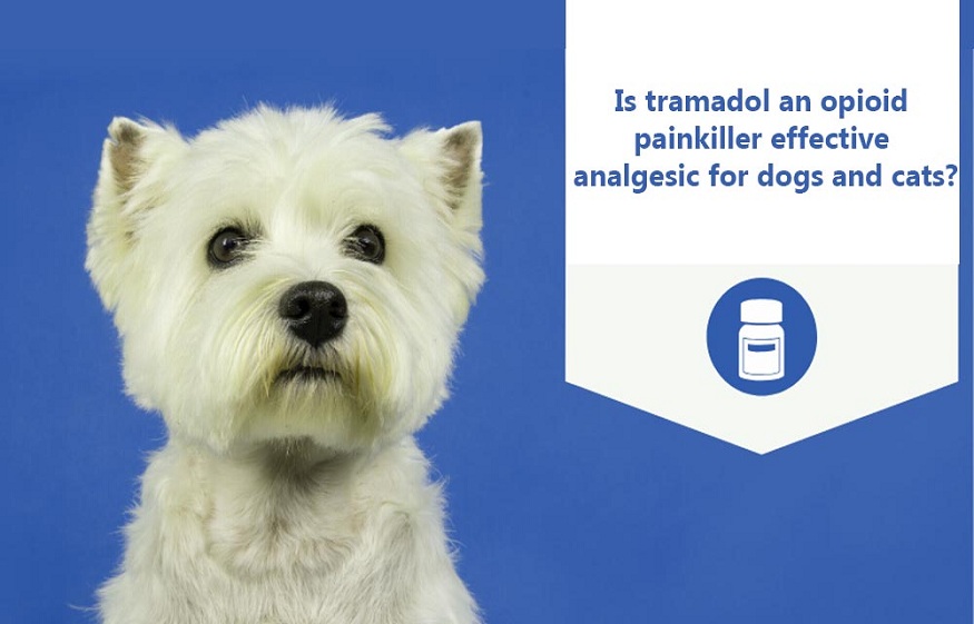 Is tramadol an efficient analgesic for dogs?
