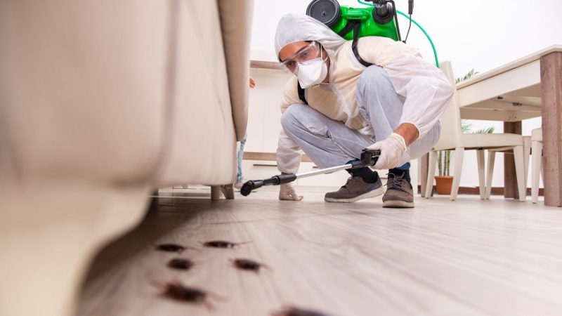 Benefits of Hiring a Pest Control Service Provider