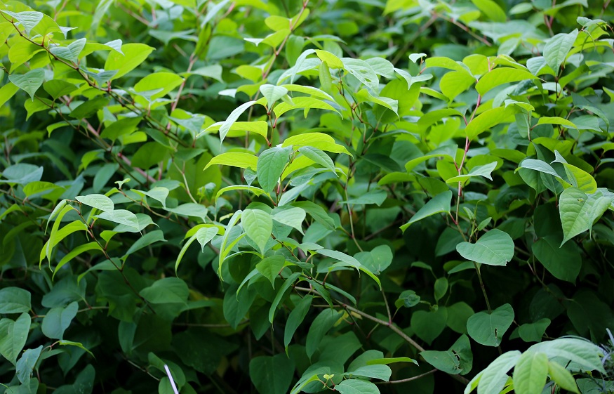 How Is Japanese Knotweed Affecting Your Property and Ways to Permanently Get Rid of It